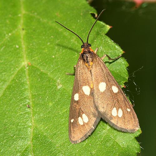 Dysauxes punctata