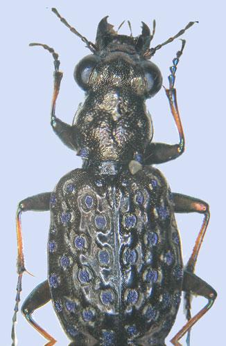 Elaphrus cupreus