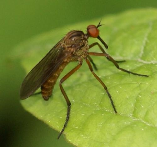 Empis sp.