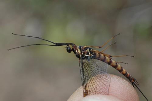 Réf. 19 314 : Epeorus assimilis