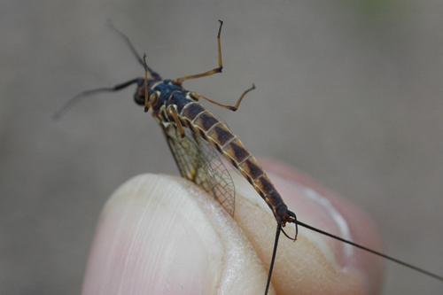 Réf. 19 315 : Epeorus assimilis