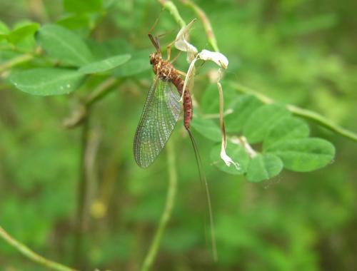 Réf. 19 336 : Ecdyonurus helveticus
