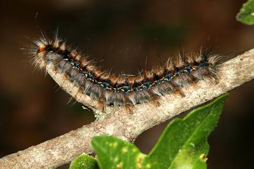 Eriogaster catax