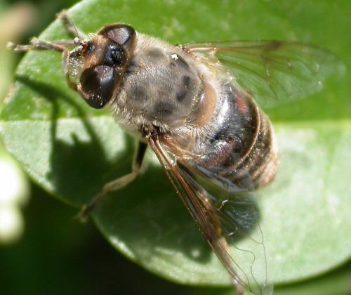 Eristalis tenax