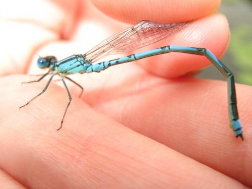 Erythromma lindenii