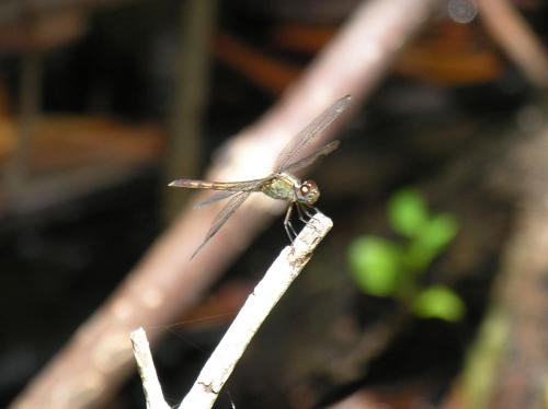 Réf. 19 039 : Erythrodiplax umbrata
