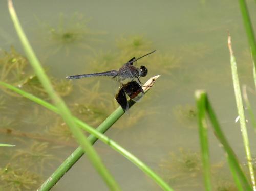 Réf. 19 038 : Erythrodiplax umbrata
