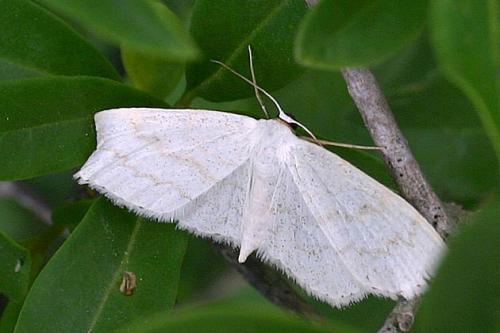 Scopula sp.