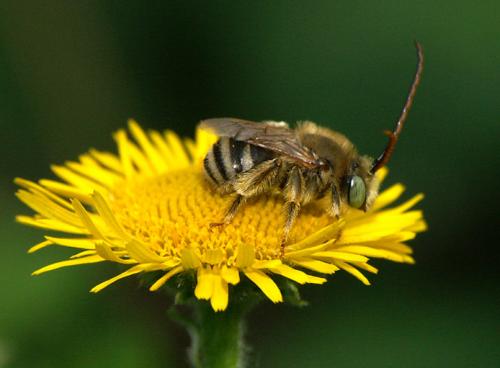 Réf. 19 758 : Tetraloniella alticincta