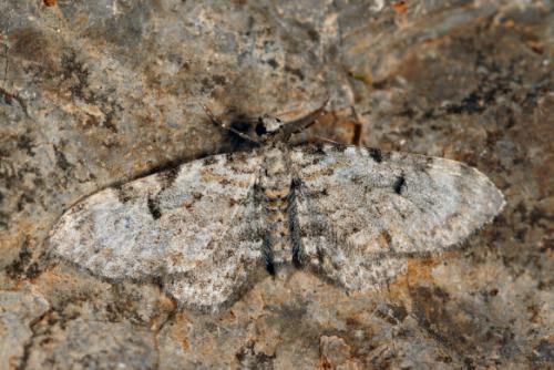Réf. 19 102 : Eupithecia liguriata