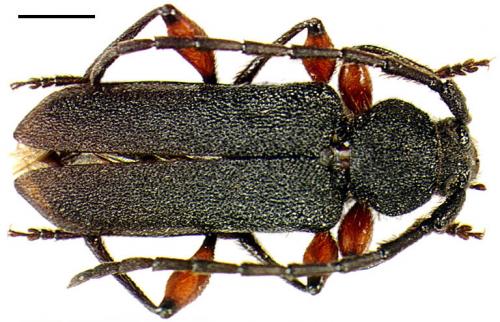 Réf. 19 245 : Ropalopus femoratus