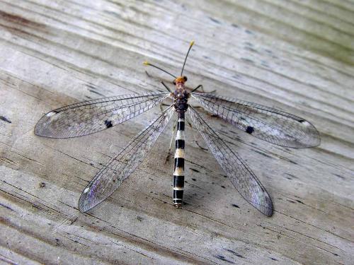 Réf. 19 129 : Megistopus flavicornis