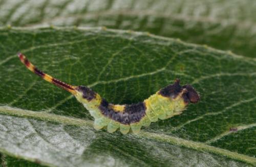 Furcula bifida
