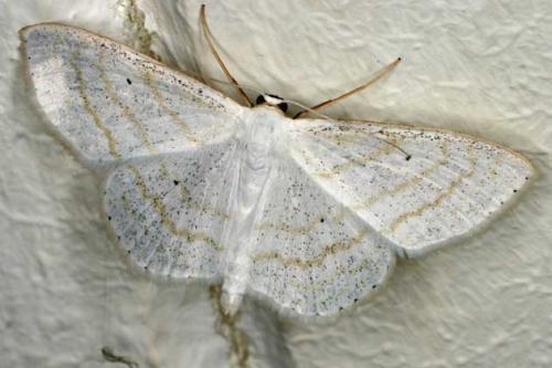 Scopula subpunctaria