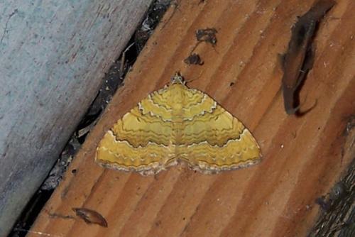 Camptogramma bilineata