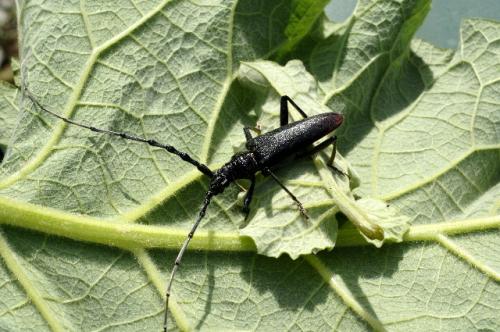 Cerambyx sp.