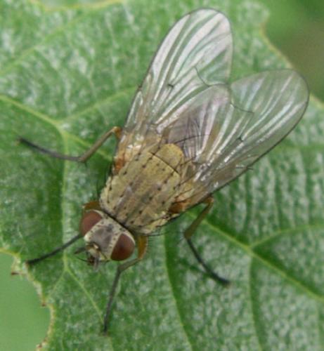 Helina sp.