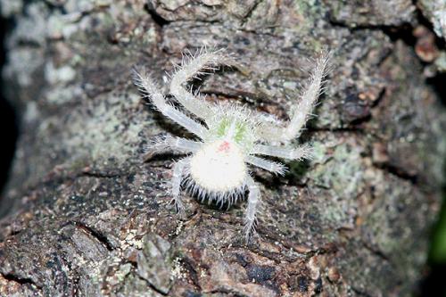 Heriaeus sp.