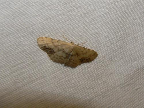 Réf. 19 838 : Idaea dimidiata