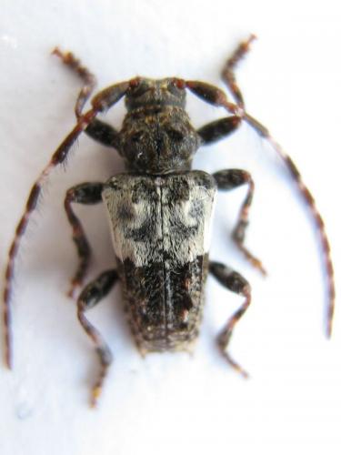 Réf. 19 674 : Pogonocherus hispidulus