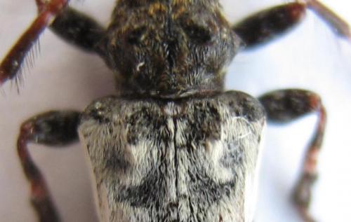 Réf. 19 675 : Pogonocherus hispidulus