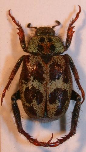 Hoplia sp.