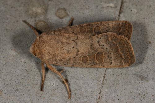 Hoplodrina ambigua