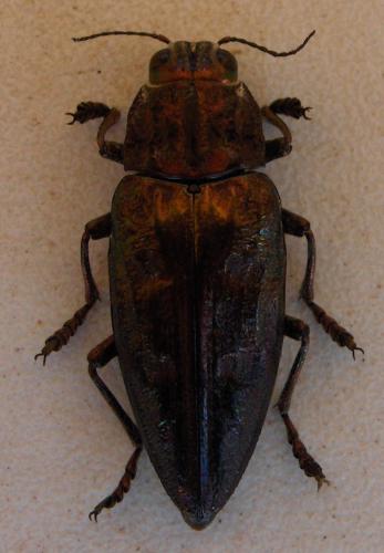 Chalcophora massiliensis