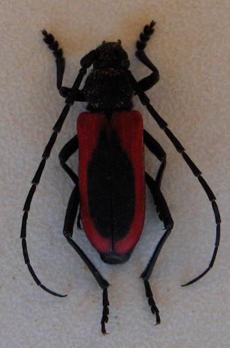 Purpuricenus kaehleri