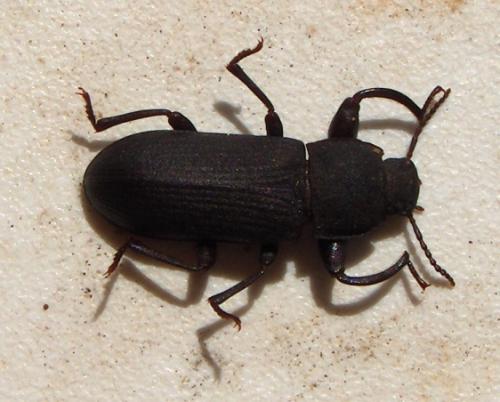 Tenebrio obscurus