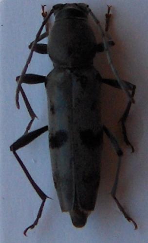 Réf. 19 769 : Chlorophorus glaucus