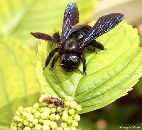 Xylocopa sp.