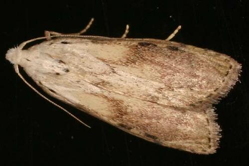Réf. 19 081 : Aphomia sociella