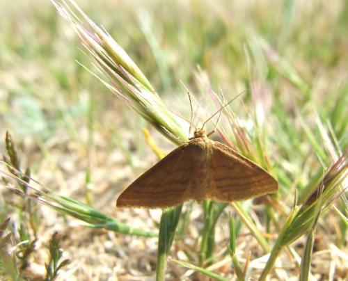 Réf. 19 958 : Idaea ochrata