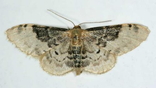 Réf. 19 224 : Idaea filicata