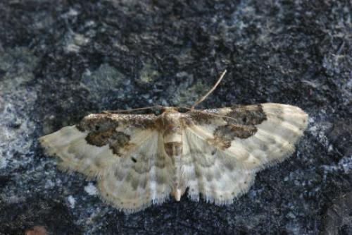 Idaea rusticata