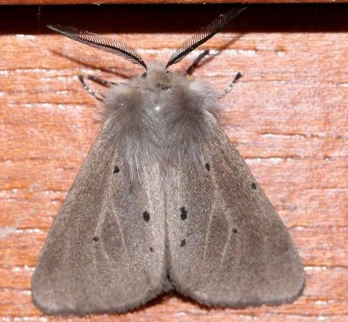 Diaphora mendica
