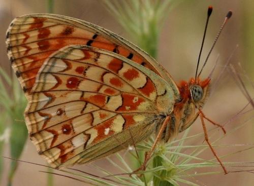 Argynnis niobe