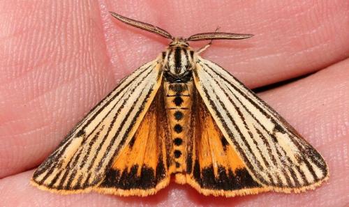 Coscinia striata