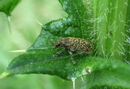 Réf. 19 581 : Rhinocyllus conicus