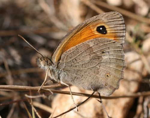 Maniola sp.
