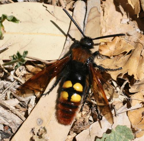 Réf. 19 150 : Megascolia maculata
