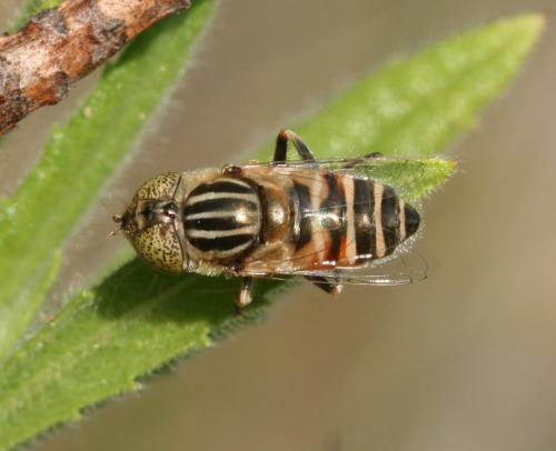 Réf. 19 358 : Eristalinus megacephalus
