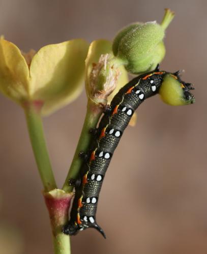 Hyles euphorbiae