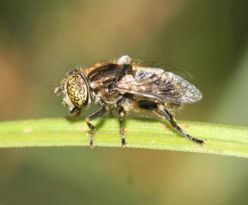 Eristalinus sepulchralis
