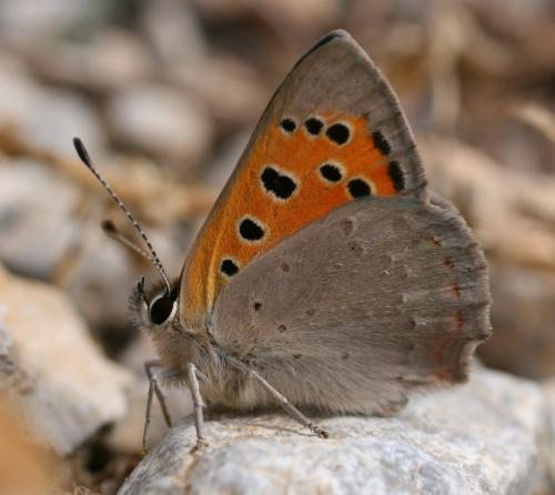 Réf. 19 331 : Lycaena phlaeas