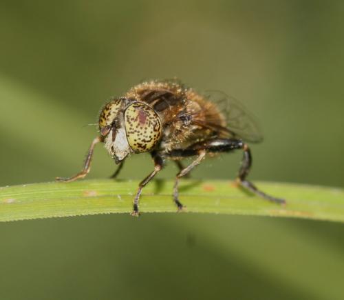 Réf. 19 505 : Eristalinus sepulchralis