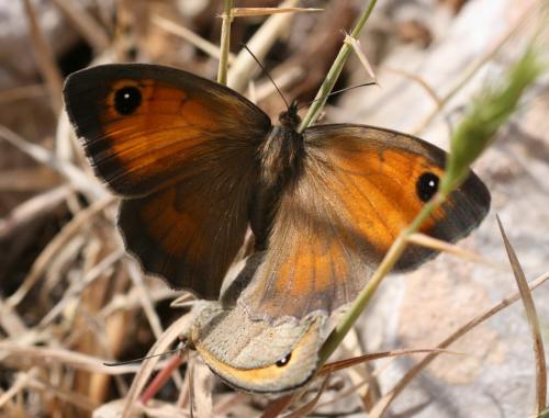 Maniola sp.