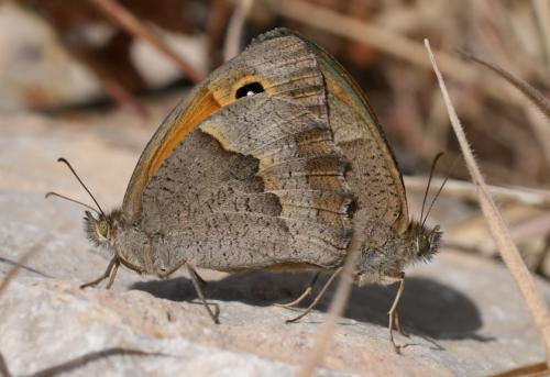 Maniola sp.