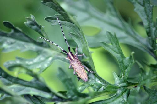 Agapanthia villosoviridescens